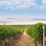 Кубанская винодельня начала внедрять бережливые технологии - Знамя Труда